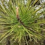 Pinus rigida leaf picture by I Birn (cc-by-sa)