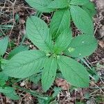 Mercurialis perennis leaf picture by Matthieu Gebus (cc-by-sa)