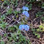 Myosotis alpestris habit picture by Sastre Oriol (cc-by-sa)