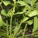 Phoradendron quadrangulare habit picture by Nelson Zamora Villalobos (cc-by-nc)