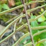 Pteris longifolia fruit picture by Trap Hers (cc-by-sa)
