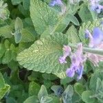 Nepeta racemosa leaf picture by kate kate (cc-by-sa)