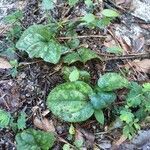 Tipularia discolor habit picture by Eli Small (cc-by-sa)