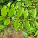 Zanthoxylum clava-herculis leaf picture by Matthew Horrigan (cc-by-sa)