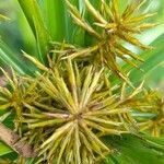 Cyperus odoratus fruit picture by Trap Hers (cc-by-sa)