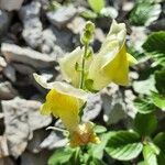 Antirrhinum latifolium flower picture by Marie-Claire Lecroart (cc-by-sa)