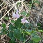 Lathyrus lanszwertii flower picture by Monika Kopp (cc-by-sa)
