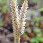 Lycopodium clavatum fruit picture by Yoan MARTIN (cc-by-sa)