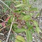 Woodfordia fruticosa leaf picture by Gentry Amalo (cc-by-sa)