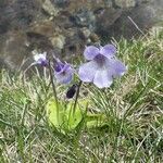 Pinguicula corsica flower picture by huy HO (cc-by-sa)