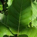 Ficus luschnathiana leaf picture by Henrique Quadros (cc-by-sa)