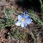 Linum lewisii flower picture by chase stout (cc-by-sa)