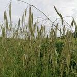 Avena sterilis leaf picture by Maurice PICHINOTY (cc-by-sa)