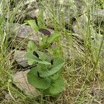 Aristolochia rotunda leaf picture by laurent carraro (cc-by-sa)