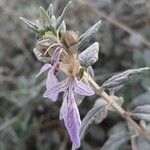 Teucrium fruticans flower picture by Monteiro Henrique (cc-by-sa)