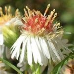 Symphyotrichum x salignum flower picture by Yoan MARTIN (cc-by-sa)