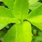 Gynura procumbens leaf picture by hani fidiani (cc-by-sa)