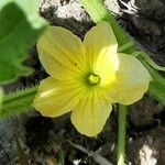 Cucumis melo flower picture by Pauleta Carlos (cc-by-sa)