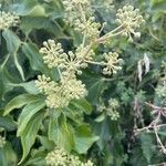 Hedera colchica flower picture by simon Lucas (cc-by-sa)