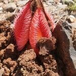 Hydnora abyssinica flower picture by susan brown (cc-by-sa)