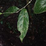 Leonia glycycarpa leaf picture by Lisa Moreno (cc-by-sa)