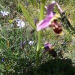 Ophrys scolopax leaf picture by chantal c (cc-by-sa)