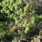 Euphorbia dendroides habit picture by Zugna Fulvio (cc-by-sa)