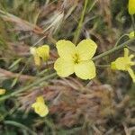 Brassica montana flower picture by Philippe MEUNIER (cc-by-sa)