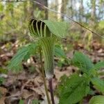 Arisaema triphyllum leaf picture by Marissa (cc-by-sa)