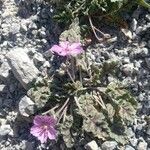 Erodium boissieri habit picture by manuelmm (cc-by-sa)