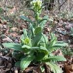 Pseudoturritis turrita habit picture by Francois Mansour (cc-by-sa)