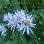 Aster pyrenaeus flower picture by ruben brulat (cc-by-sa)