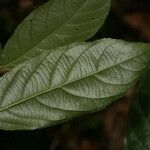 Ampelocera edentula leaf picture by Jean-François Molino (cc-by-sa)