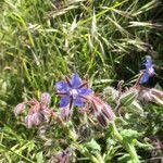 Borago officinalis flower picture by Bernard Haute Savoie (cc-by-sa)