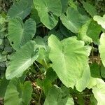 Xanthosoma sagittifolium leaf picture by Randy Diaz (cc-by-sa)