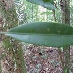 Pouteria egregia leaf picture by C. Geniez (cc-by-sa)