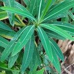 Euphorbia mellifera leaf picture by Boy Portuguese (cc-by-sa)