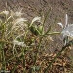 Pancratium maritimum flower picture by jid (cc-by-sa)
