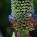 Aechmea mariae-reginae flower picture by Hervé Goëau (cc-by-sa)