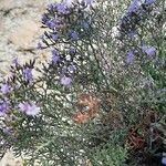 Limonium cordatum flower picture by Laurent Bauret (cc-by-sa)