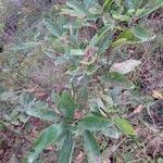 Sassafras albidum habit picture by jimseng jimseng (cc-by-sa)