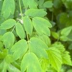 Thalictrum aquilegiifolium leaf picture by Francois Mansour (cc-by-sa)