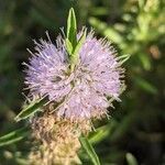Mentha cervina flower picture by Denis Bastianelli (cc-by-sa)