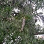 Pinus wallichiana fruit picture by Conny Schulze (cc-by-sa)