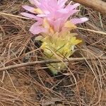 Curcuma zedoaria flower picture by Kailash Varma (cc-by-sa)