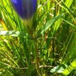 Gentiana pneumonanthe leaf picture by chantal c (cc-by-sa)