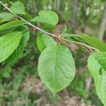 Prunus avium leaf picture by Ben Schaus (cc-by-sa)