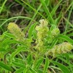 Ocimum kilimandscharicum flower picture by susan brown (cc-by-sa)