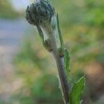 Cirsium tuberosum fruit picture by Yoan MARTIN (cc-by-sa)