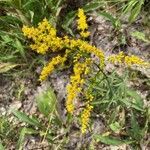 Solidago juncea flower picture by Els Ruitenberg (cc-by-sa)